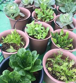 冬に収穫できる野菜といえば プランター菜園をやってみよう 会社の屋上 で 収穫を目指す 会社員の熱き戦い
