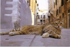 Expressions Et Proverbes Avec Le Mot Chat Amour De La Langue Francaise