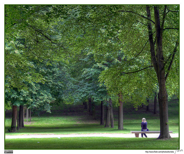forest and woodland photography