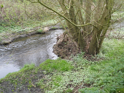 Plants Brook