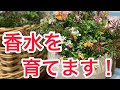 画像をダウンロード ジャスミン 色 266798-ジャスミン 色