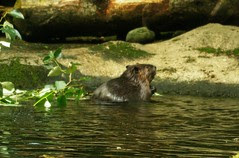 2008-08-21 Beaver
