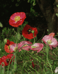 花 アイスランドポピー 2月23日の花と花言葉 アイスランドポピー 魅る魅るガーデニング
