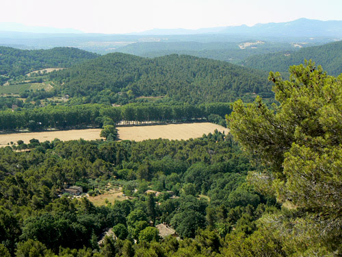 vue sur la forêt.jpg