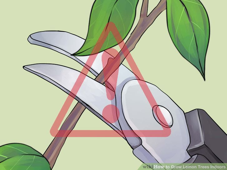 Grow Lemon Trees Indoors Step 20 Version 2.jpg