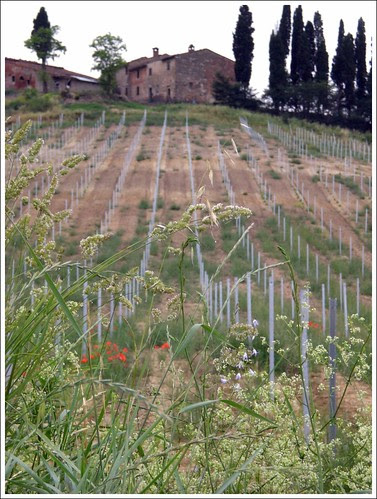 filari