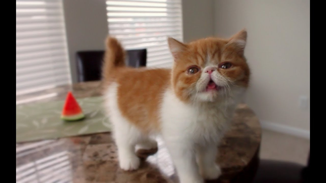 Baby Pancake and Watermelon - YouTube