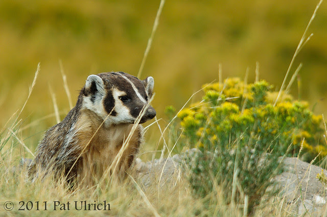 American badger in Yellowstone National Park