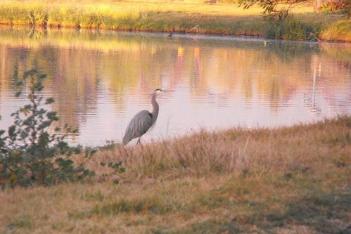 Garza azul