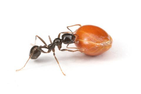 蟻という生き物