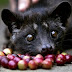 Musang Pandan in English