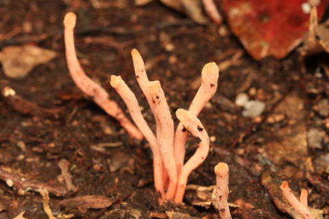 小さいが目につきやすい ベニナギナタタケ シロソウメンタケ科 Clavulinopsis Miyabeana 14 8 30 七ツ岳 見られる時期 夏 秋と思われる 夏の七ツ岳登山道にたくさん生えていました 細長いキノコが上に伸び上がる姿と赤味を帯びた色合い