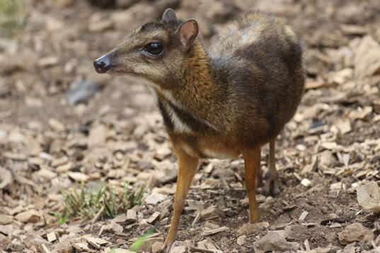 green design, eco design, sustainable design, Fuengirola Biopark, mouse-deer, deer-mouse, Java mouse deer, Mouse-deer born in spain, endangered species