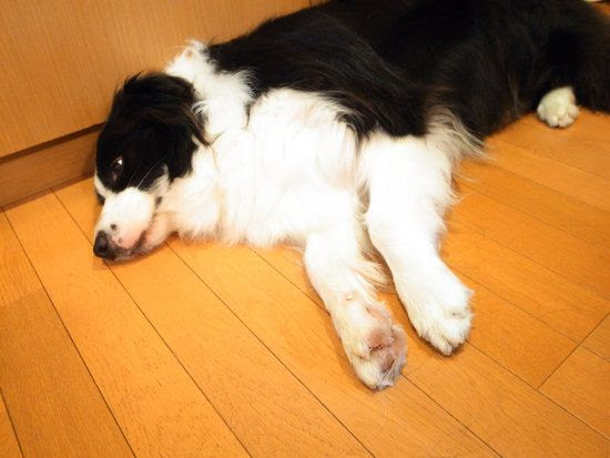 Minoru Tanaka Blog Blog Archive 風呂好きの犬って