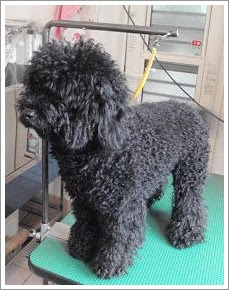 デザインカット プードル 背中にハート Anier Dog Grooming Room アニエル ドッグ グルーミング ルーム