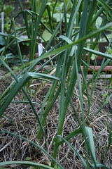 garlic 2