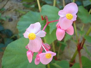 シュウカイドウ しゅうかいどう 秋海棠 の花言葉 花言葉事典