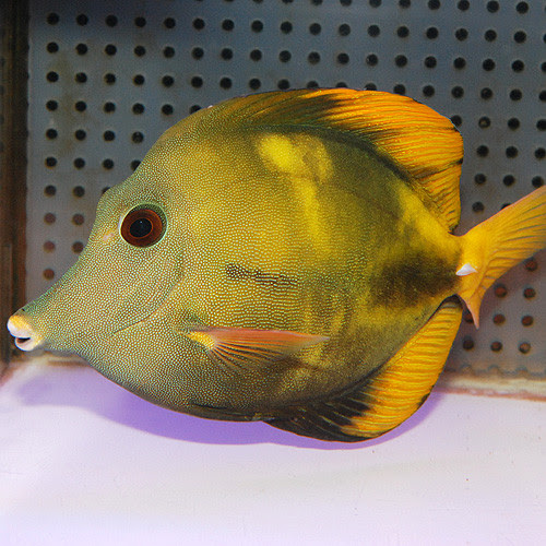 今週の気になる入荷 海水魚 海水魚ショップ 海水魚専門店情報