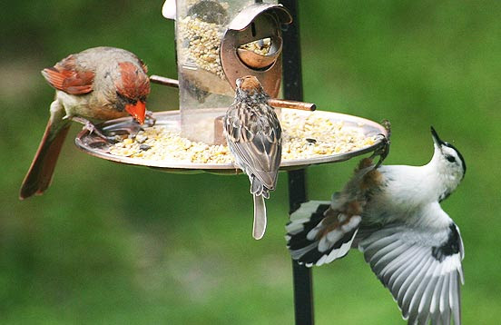 How to Choose the Right Kind of Bird Feeder | All About Birds
