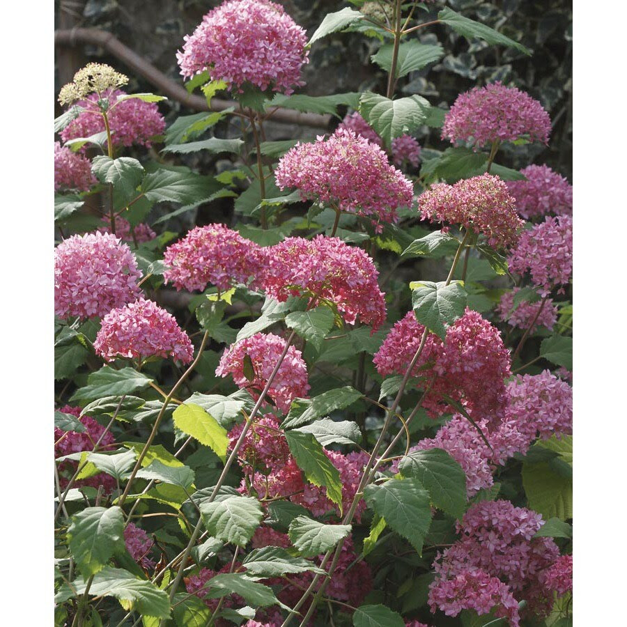 Shop 1Gallon Pink Bella Anna Hydrangea Flowering Shrub L24812 at 
