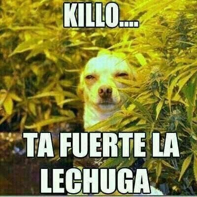 Fotos chorras. Im genes divertidas y graciosas