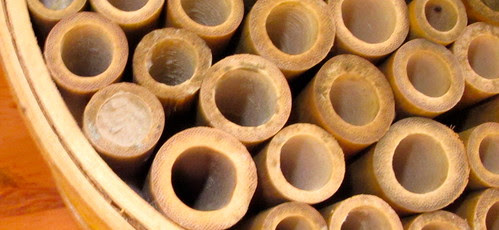 Mason Bees