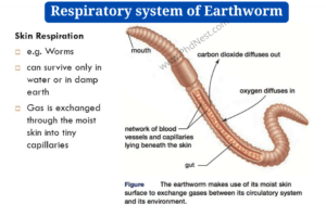 Seven Organ Systems Of The Earthworm Morphology Anatomy Phd Nest