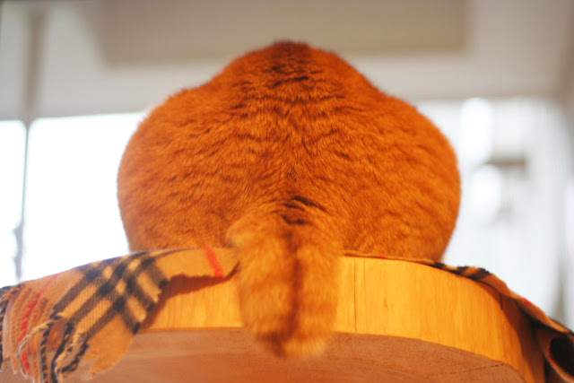 猫がおしりを向ける時の気持ちとは？信頼している飼い主に見せるしぐさ 