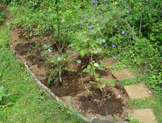 The G Old Lady S Cottage Garden Diary 鉢植えのバラ ポール セザンヌ マガリ ホーム ガーデン 夢乙女を地植え にした