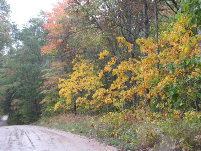 sassafras trees in fall