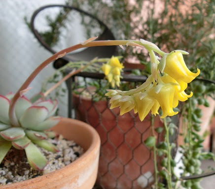 多肉植物 花うららとロック