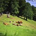 Black Forest/ Schwarzwald