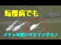 [10000印刷√] メダカ 稚魚 転覆病 684868
