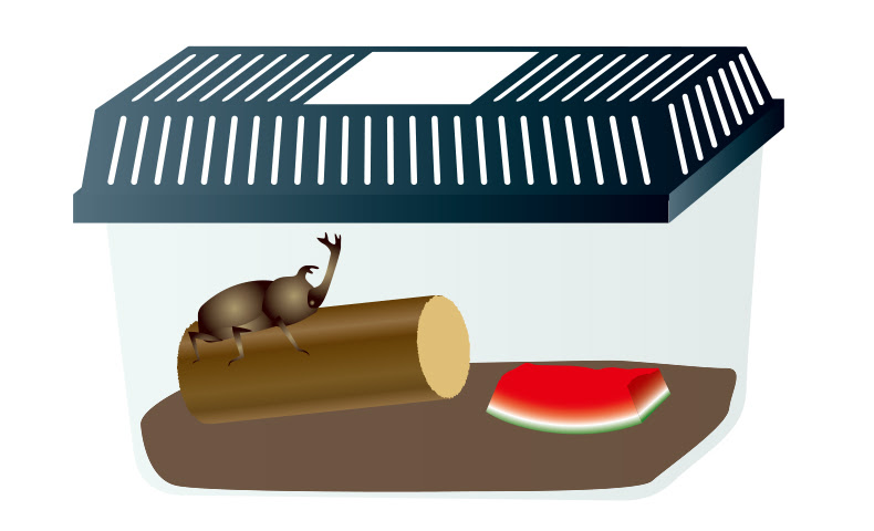 カブトムシ をテーマにした無料イラスト 写真素材10選 商用利用可 Acworks Blog