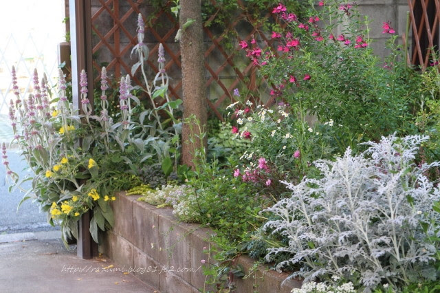 半日蔭花壇 南側ハナミズキの下より ほっとする時間 Gardening Life
