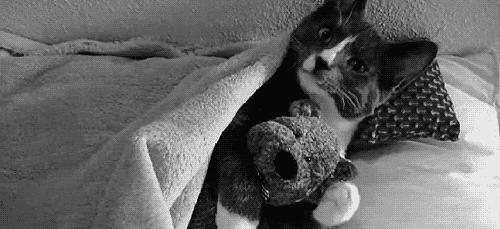 kitty,cuddly,kitten,stuffed dog