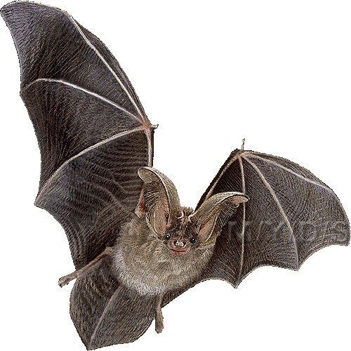 兎蝙蝠 ウサギ コウモリのイラスト 条件付フリー素材集