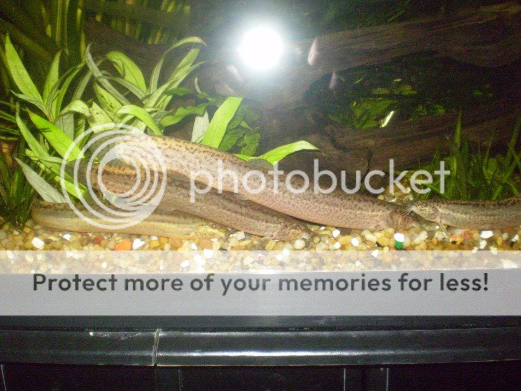 Loaches Online Forum • View topic - Show us your Funny ...