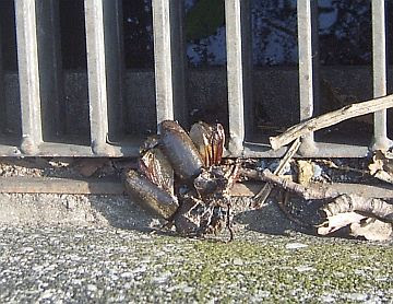 バラバラ死体 グロ画像注意 毒の垂れ流し