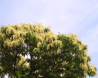 栗の花 なかよしブログ 教育文化研究所