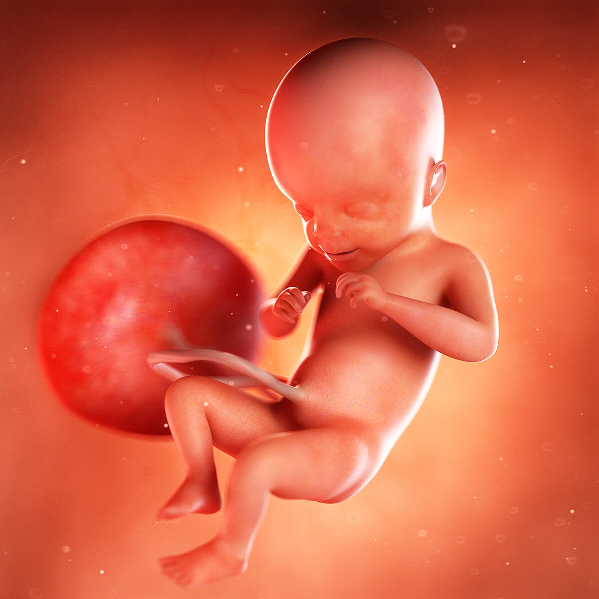 21 Weeks Pregnant Baby Development Symptoms Signs Week By Week