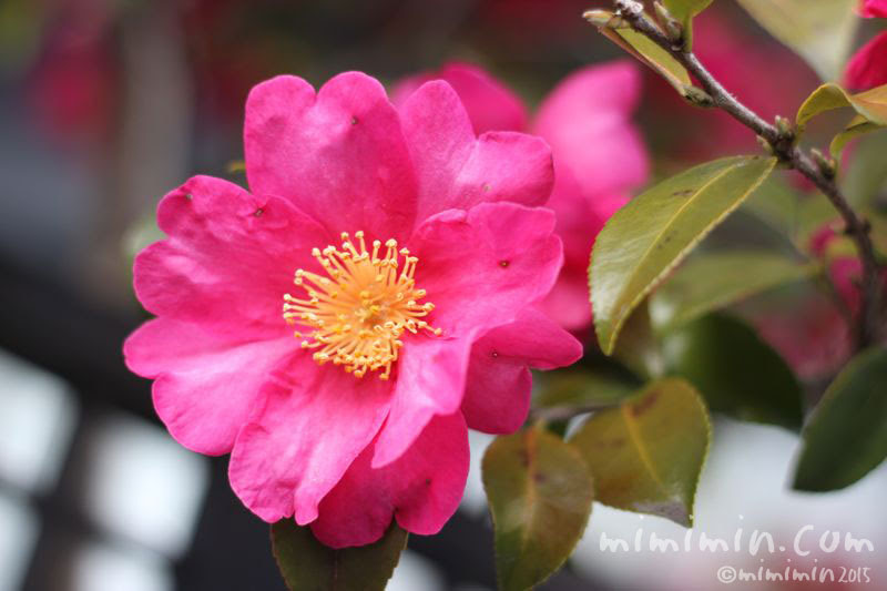 サザンカの花言葉 ひたむきな愛 花の写真 花言葉 みみみんブログ