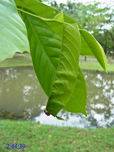 Giraffe weevil building nest ...R0017667 copy