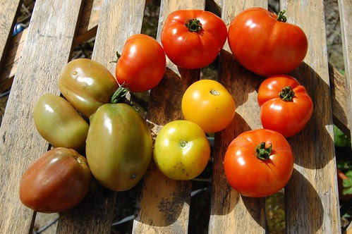 late toms