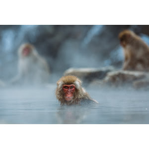 入浴 動物 Gahag 著作権フリー写真 イラスト素材集