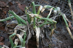winter garlic