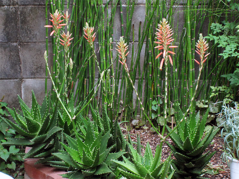 アロエ不夜城 Aloe Nobilis の特徴 植え替え 育て方