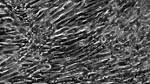  Functioning Human Skeletal Muscle Grown from Induced Pluripotent Stem Cells