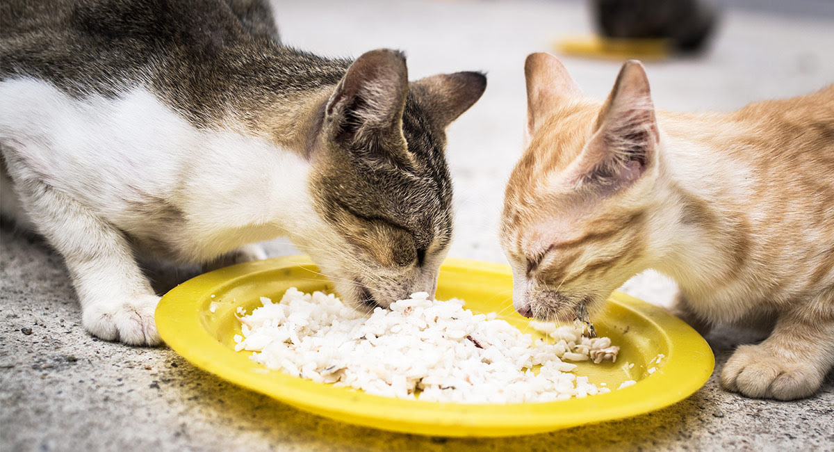 9 Affordable Meals For Stray Cats in India