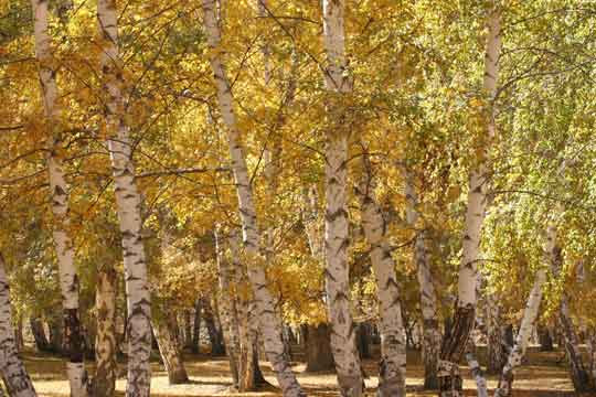 西乌旗白桦林 草原白桦的另一种姿态 图 新浪旅游 新浪网